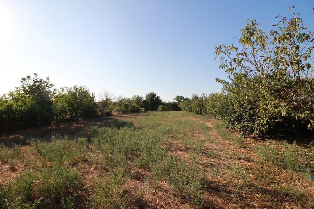 Casa La Tara  - 2700MP - Tichilesti Constanta - Vita De Vie - Pomi Fructiferi - 36