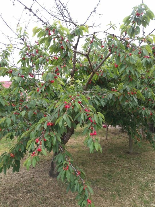 Casa Valu Lui Traian  - Teren 600 Mp - Centrala Pe Gaze - 4
