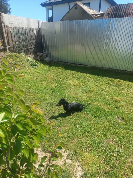 Casa Valu Lui Traian  - Teren 600 Mp - Centrala Pe Gaze - 7