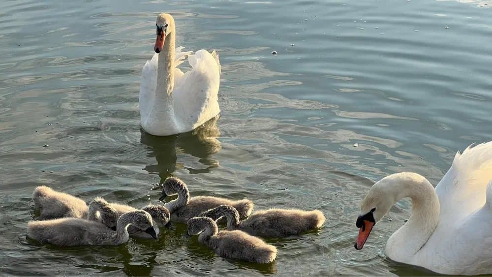 NU PUBLICA!!!!Vila P+1 - Ovidiu Lac - Teren 620 Mp - Ponton Privat - 7